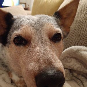 Meet your Posher, Mallory